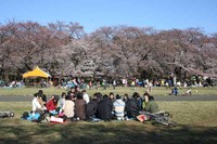 HANAMI0001.jpg